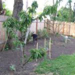 Food Forest Arrives