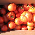 Canning Tomatoes