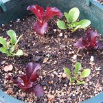 Lettuce Hanging Baskets