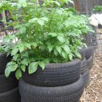 Prolific Potato Tires