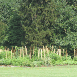 White House Vegetable Garden