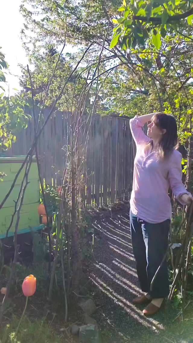 More garden arches! This one also started with 20' lengths of thin rebar, shoved into the ground with my weight and hooped over loosely. Our old Christmas tree trunks are tied to the rebar, to thicken up the base. 

Pruned branches from our fig tree make good vertical supports. Multi-stemmed branches help build up the sides, bc they can also be woven in horizontally.

The most time is spent weaving in thin, flexible branches horizontally from our plum trees. The structure gets more secure pretty quickly, as tension is built up.

I use twine only selectively. Most is just held in place with just tension alone. It won't last forever, but it's not meant to. I'll rebuild in about 3-4 years as branches need replacing.
.
.
.
#modernhomestead #pdxgarden #urbanhomestead #foodscape #gardenart #gardenarch #timebasedart